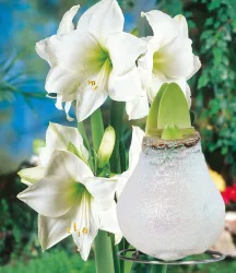 XL Wachs-Amaryllis 'Touch of Glamour' Kristall-Weiß