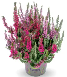 Calluna Knospenheide 'Fluffy® Twister®', 13 cm-Topf