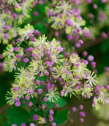Thalictrum 'Anne'