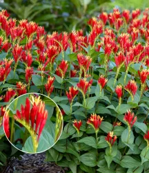 Spigelia 'Little Redhead®'