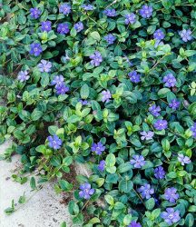 Vinca minor ´Blau´ (3 Pflanzen)
