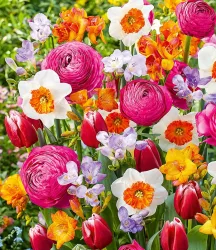 Blumenzwiebel-Mix 'Happy Spring'