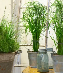 Zyperngras - Cyperus Alternifolius ca. 45-55 cm