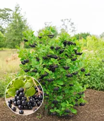 Vitaminbeere 'Aronia Viking'