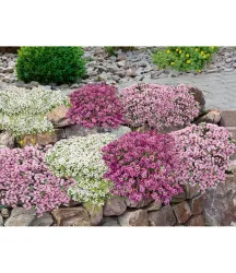 9er Bodendecker-Set Thymian