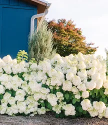 Rispenhortensie 'Little Hottie' im 3-Liter Containertopf