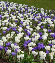 Krokus-Mix 'Blau-weiß'