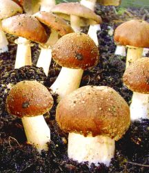 Garten-Pilze Braunkappen Set (1 Komplett-Set)