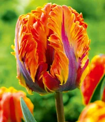 Papageien-Tulpe 'Irene Parrot'