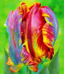 Regenbogen-Tulpe ´Blumex®´ (10 Zwiebeln)