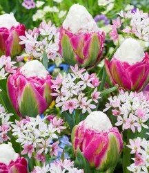 Blumenzwiebel-Mix 'Raspberry Sundae'