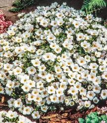 Bergsandblume