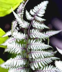 Schmuck-Farn ´Silver Falls®´ (1 Pflanze)