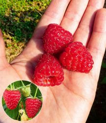Himbeere Enrosadira® ´Endlosernte´ (2 Pflanzen)