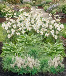 8er Schattengarten 'Just White'