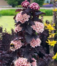 Physocarpus Fasanenspiere 'Panther®'