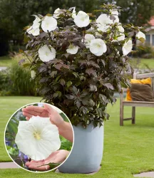 Hibiskus 'Carousel Ghost®'