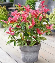 Photinia 'Pink Crispy®'