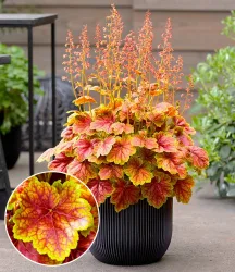 Heuchera 'Eternal Flame®'
