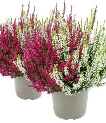 2er Calluna Knospenheide 'Twingirls®'
