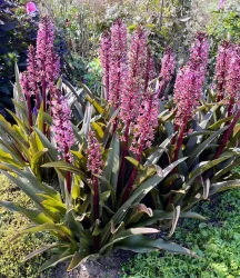 Eucomis 'Purple Reign'