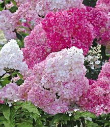 Freiland-Hortensie ´Vanille Fraise®´ (1 Pflanze)