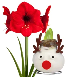 XL Rentier-Wachs-Amaryllis 'X-mas'