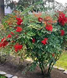 Himmelsbambus Nandina domestica