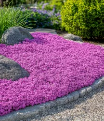 Teppichphlox 'Emerald Pink'