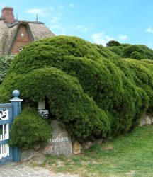 Pinien-Hecke (1 Pflanze)