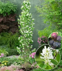 Felsenbirne Amelanchier 'Obelisk®', im 3-Liter XL-Topf