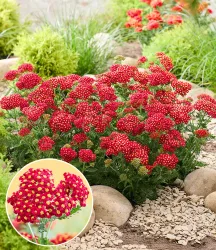 Achillea 'Short Red®'
