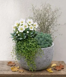 5er Herbst-Set 'Wintertime'