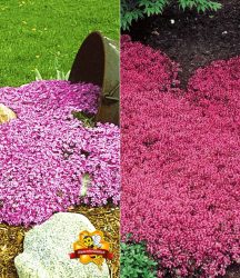 Bodendecker-Kollektion rosa und rot (6 Pflanzen)
