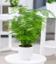 Asparagus Plumosa