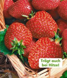 Immertragende Erdbeere ´Seascape®´ (6 Pflanzen)