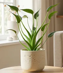 Alocasia 'Tiny Dancers'