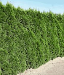 Lebensbaum-Hecke ´Smaragd´ 40-60cm hoch (1 Pflanze)