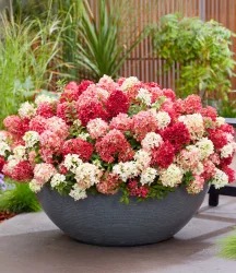 3er Niedrige Hortensie 'Groundbreaker® Ruby®'