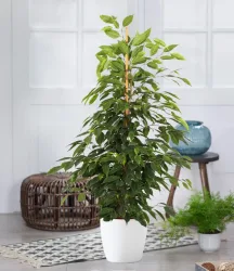 Ficus benjamina 'Danielle' ca. 80-90 cm hoch