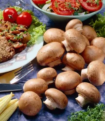 Kulturset Braune Steinchampignons