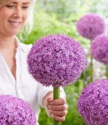 Allium 'Superbowl'