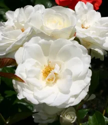 Strauchrose 'Schneewittchen®'