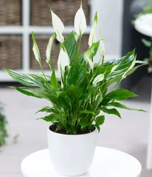 Spathiphyllum