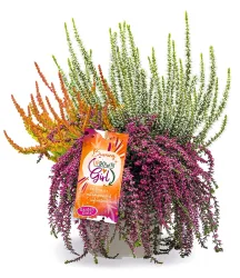 Calluna Knospenheide 'Burning Up Down Girl®', 15 cm-Topf