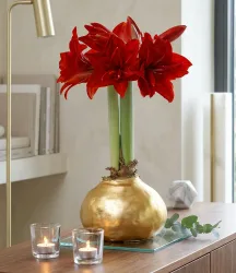 MEGA XXL Wachs-Amaryllis Gold, rote Blüte