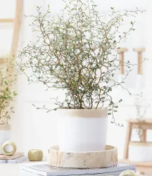 Maori® Sophora Cotoneaster 'Little Baby'