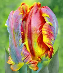 Regenbogen-Tulpe 'Blumex®'