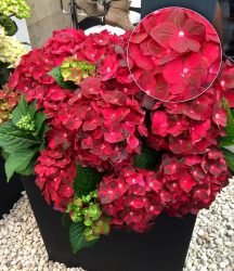 Freiland-Hortensie ´Ruby Tuesday®´ (1 Pflanze)