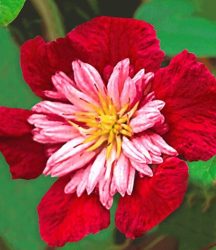 Clematis ´Avant Garde TM´ (1 Pflanze)